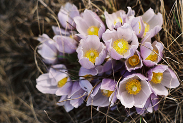 Crocus - photo by P. Tutty